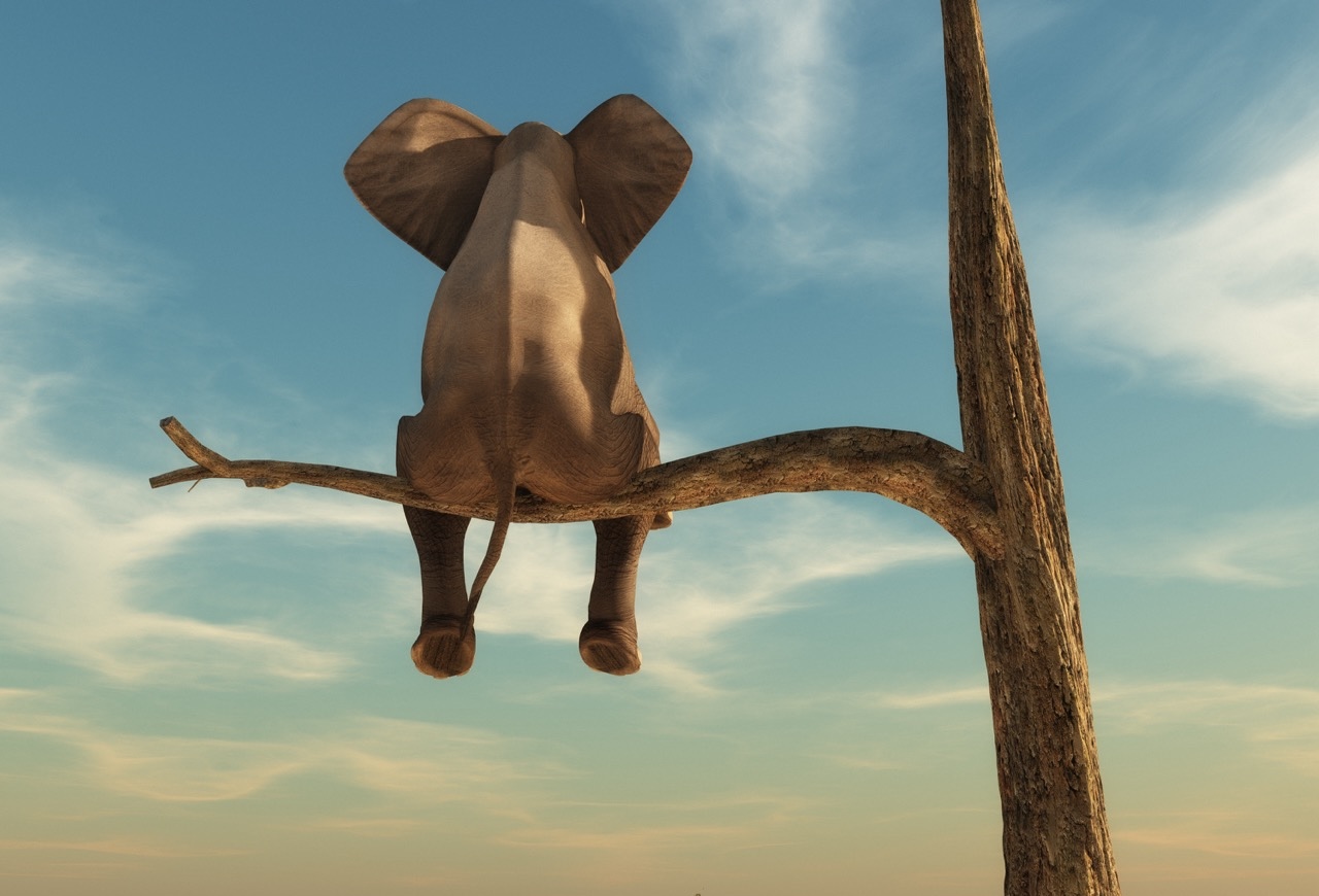Elefant steht auf dünnem Ast eines verdorrten Baumes